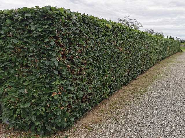Bøgehæk