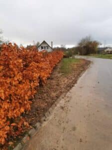 plante hæk