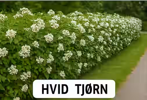 Uklippet hvidtjørn hæk