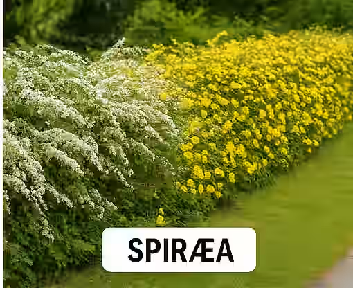Uklippet spirea hæk