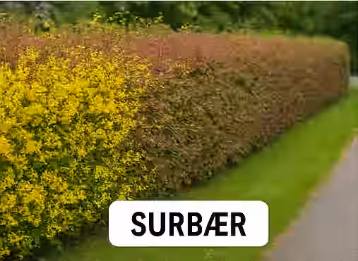Uklippet surbær hæk