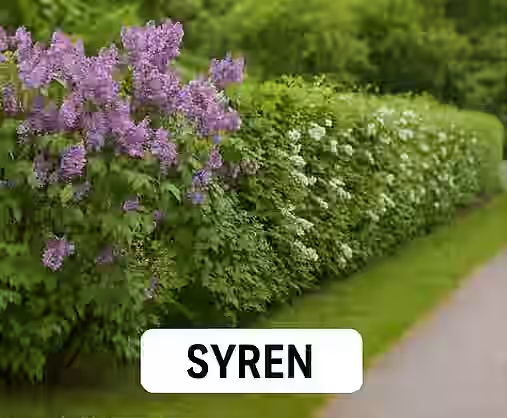 Uklippet syren hæk